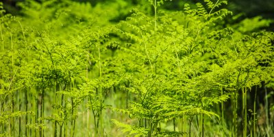 “Tutas lietas” muzikālā programma ar bērnu iesaisti